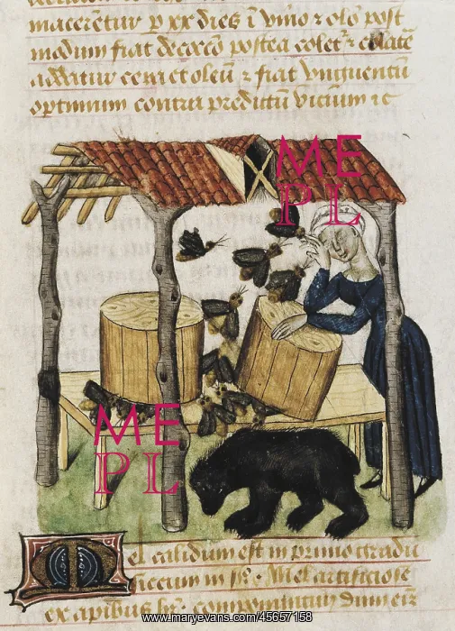 : Dioscorides, Pedanius (40-c.70). Picking honey : Dioscorides, Pedanius (40-c.70). Picking honey