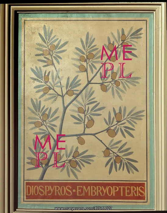 : Diospyros embryopteris : Diospyros embryopteris