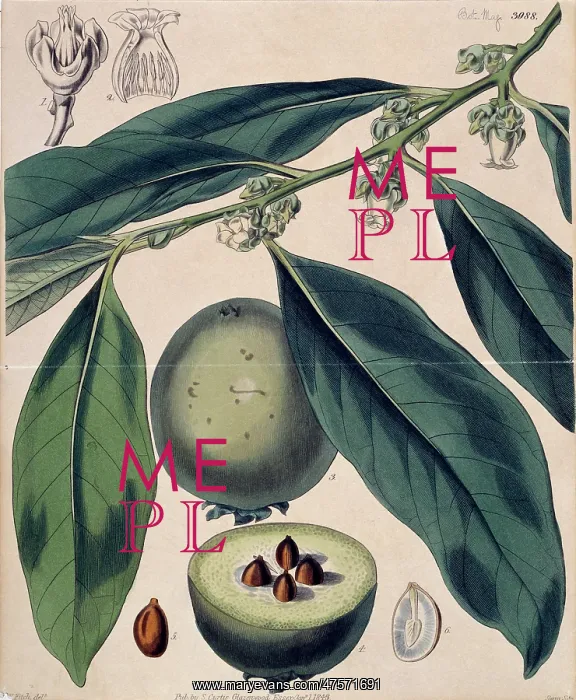 : Diospyros sp. ebony tree : Diospyros sp. ebony tree