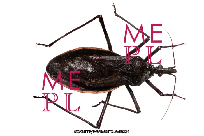 : Dipetalogaster maxima, triatomine bug : Dipetalogaster maxima, triatomine bug