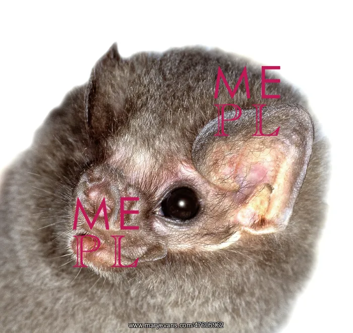: Diphylla ecaudata, hairy-legged vampire bat : Diphylla ecaudata, hairy-legged vampire bat