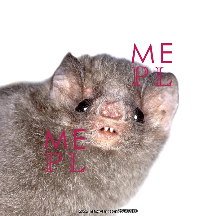 : Diphylla ecaudata, hairy-legged vampire bat : Diphylla ecaudata, hairy-legged vampire bat