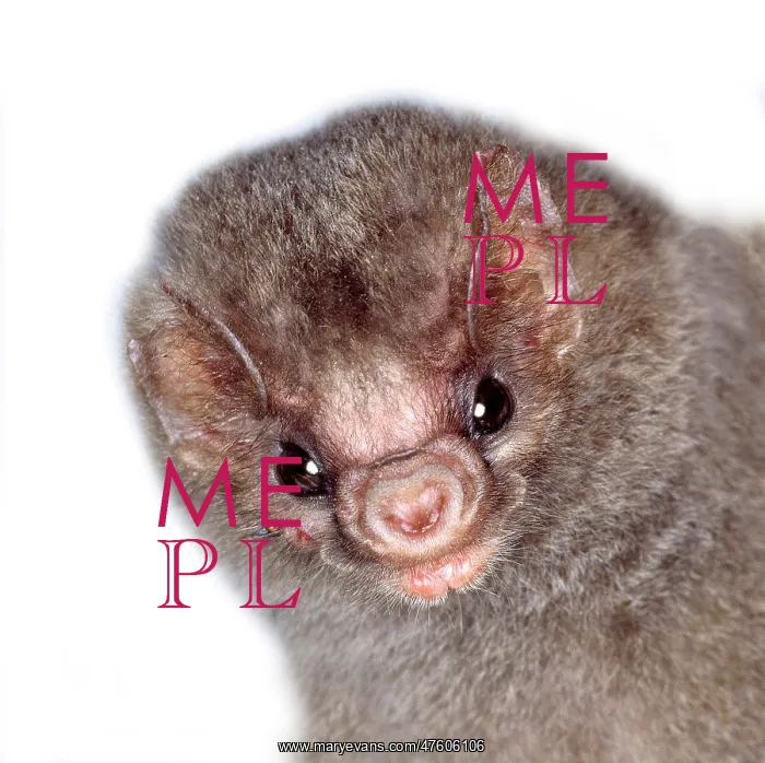 : Diphylla ecaudata, hairy-legged vampire bat : Diphylla ecaudata, hairy-legged vampire bat