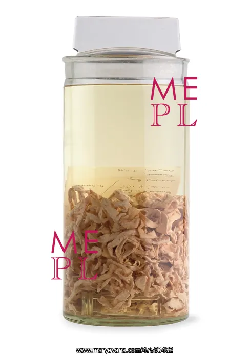 : Diphyllobothrium polyrugosum, tapeworm : Diphyllobothrium polyrugosum, tapeworm