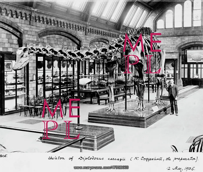 : Diplodocus carnegiei, 1905 : Diplodocus carnegiei, 1905