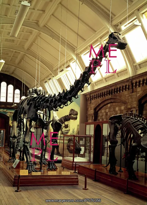 : Diplodocus carnegiei : Diplodocus carnegiei