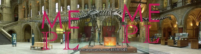 : Diplodocus carnegiei : Diplodocus carnegiei