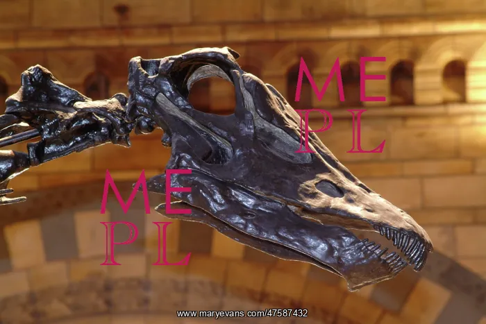: Diplodocus carnegiei : Diplodocus carnegiei