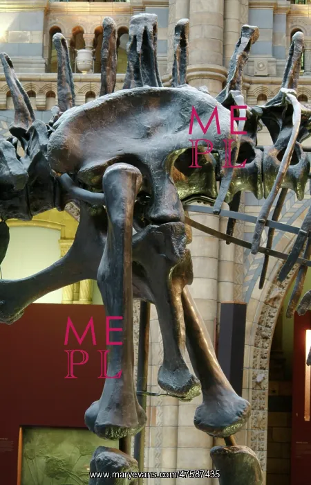 : Diplodocus carnegiei : Diplodocus carnegiei