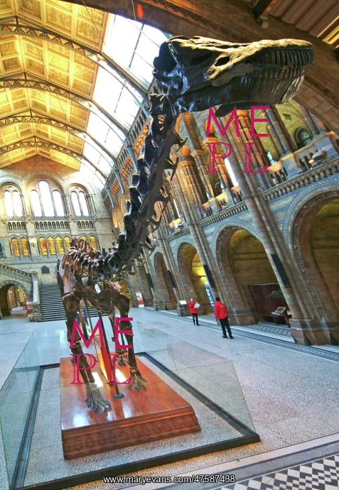: Diplodocus carnegiei : Diplodocus carnegiei