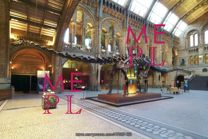 : Diplodocus carnegiei : Diplodocus carnegiei