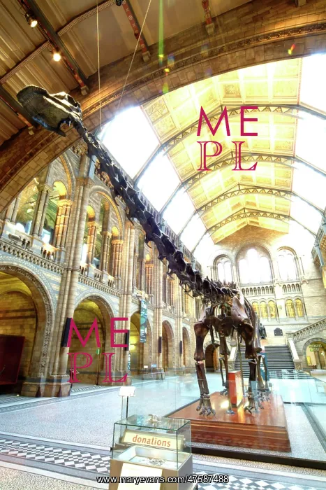 : Diplodocus carnegiei : Diplodocus carnegiei