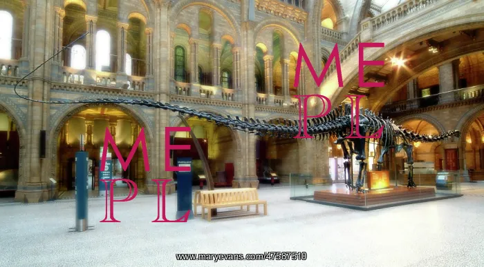 : Diplodocus carnegiei : Diplodocus carnegiei