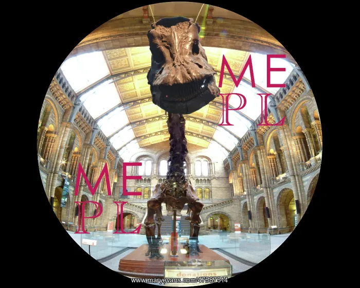 : Diplodocus carnegiei : Diplodocus carnegiei