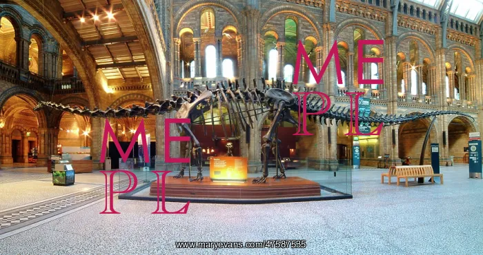 : Diplodocus carnegiei : Diplodocus carnegiei