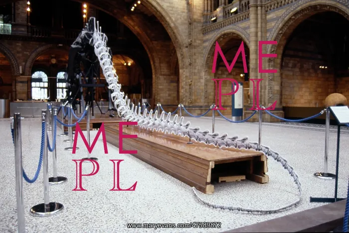 : Diplodocus carnegiei : Diplodocus carnegiei