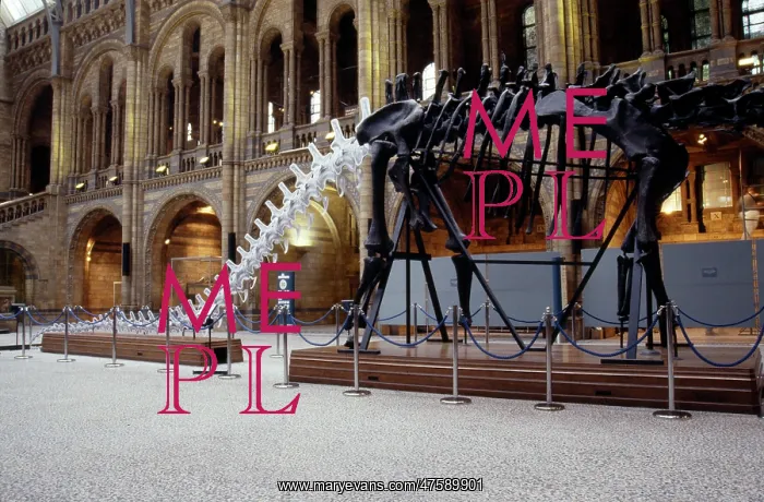 : Diplodocus carnegiei : Diplodocus carnegiei