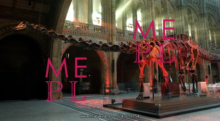 : Diplodocus carnegiei, diplodocus : Diplodocus carnegiei, diplodocus