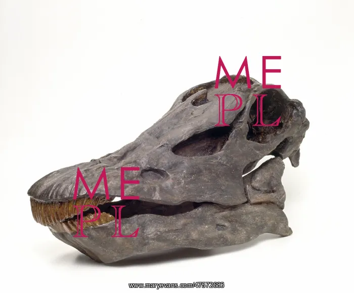 : Diplodocus carnegiei skull : Diplodocus carnegiei skull