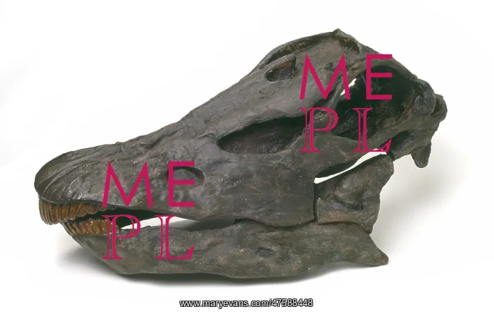 : Diplodocus carnegiei skull : Diplodocus carnegiei skull