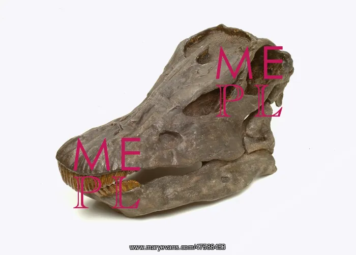 : Diplodocus carnegiei skull : Diplodocus carnegiei skull