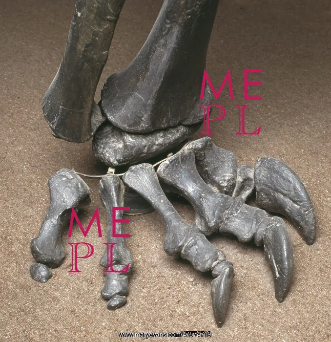 : Diplodocus foot : Diplodocus foot