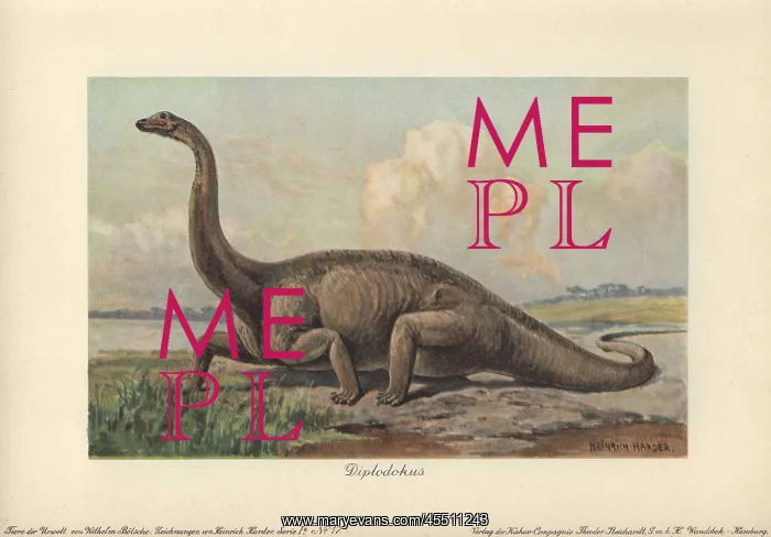 : Diplodocus is a genus of extinct diplodocid : Diplodocus is a genus of extinct diplodocid