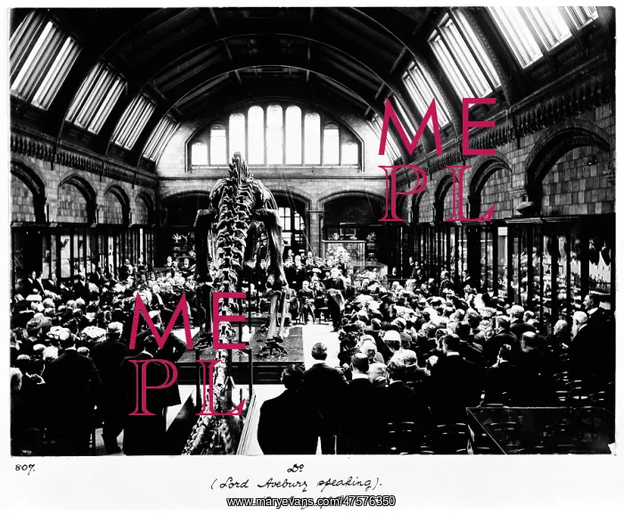 : Diplodocus presented to the museum, 1905 : Diplodocus presented to the museum, 1905