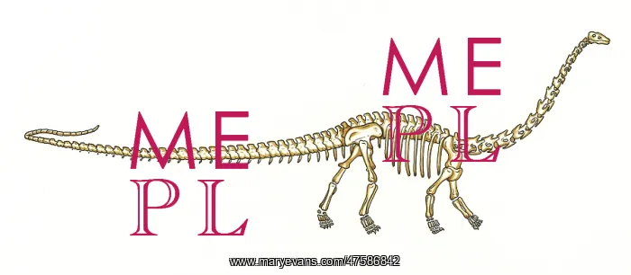 : Diplodocus skeleton : Diplodocus skeleton