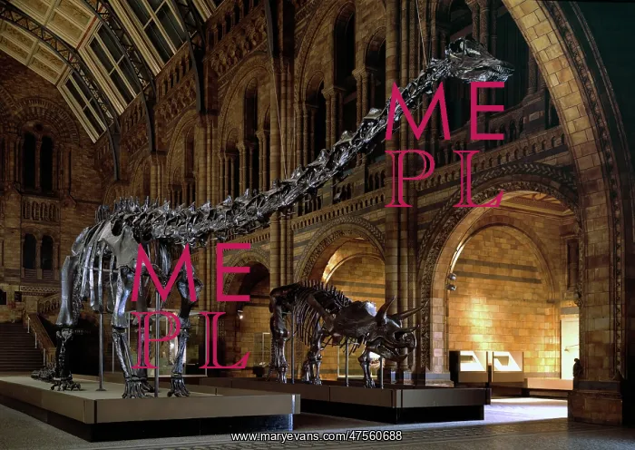 : Diplodocus & Triceratops : Diplodocus & Triceratops