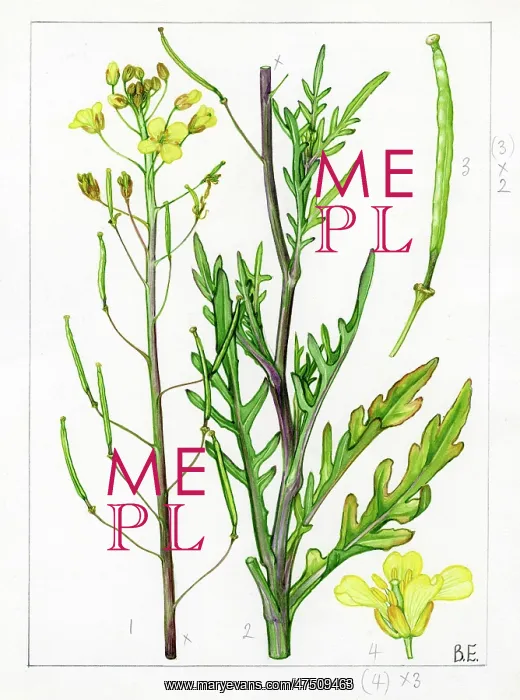  : Diplotaxis tenuifolia - perennial wall-rocket