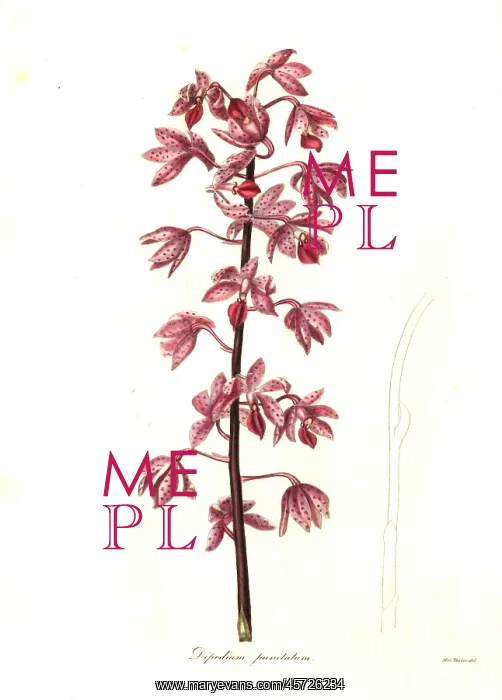 : Dipodium squamatum orchid : Dipodium squamatum orchid