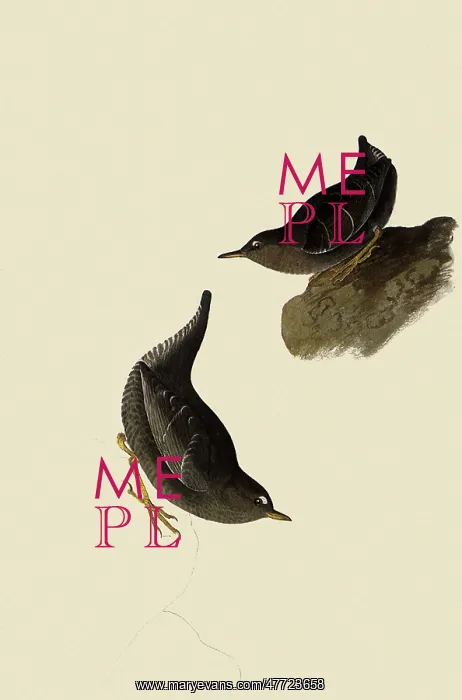  : Dipper, Cinclus mexicanus