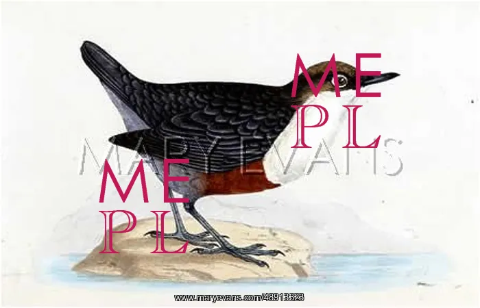  : DIPPER (MORRIS)