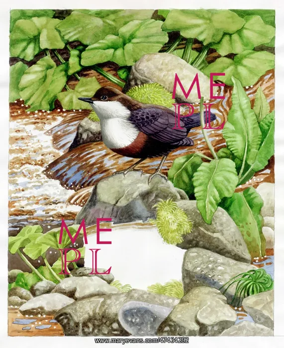  : Dipper standing on a rock by a river
