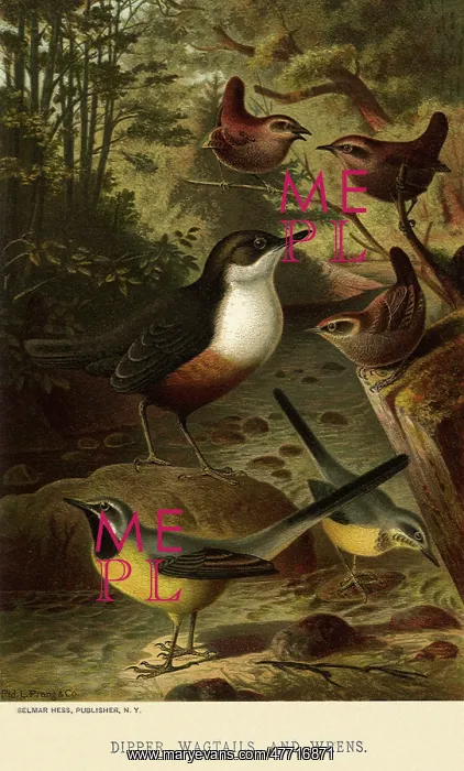  : Dipper, Wagtails, Wrens