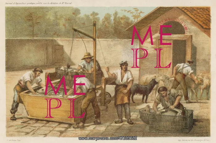 : DIPPING SHEEP, FRANCE : DIPPING SHEEP, FRANCE