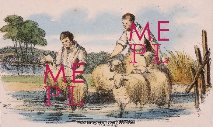 : Dipping or washing sheep. From Graphic Illustrations : Dipping or washing sheep. From Graphic Illustrations