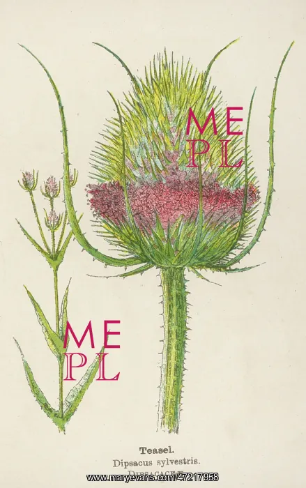  : DIPSACUS SYLVESTRIS