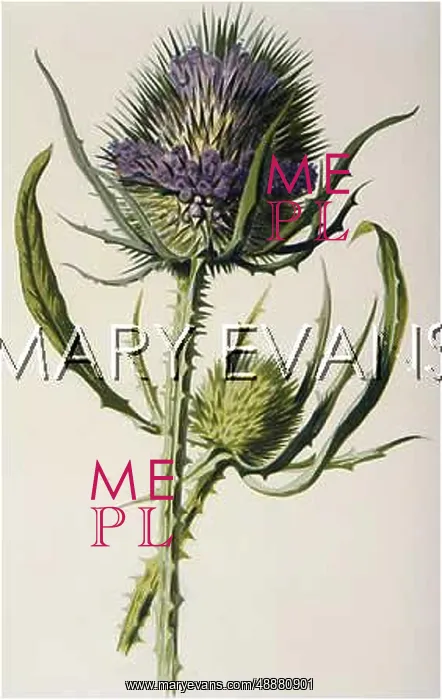  : DIPSACUS SYLVESTRIS
