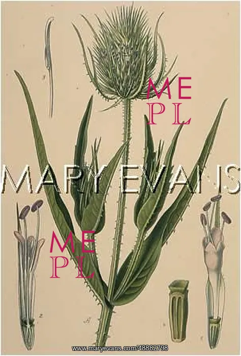  : DIPSACUS SYLVESTRIS