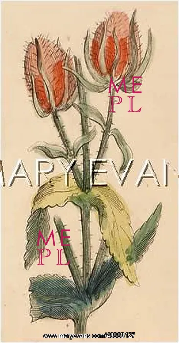 : DIPSACUS SYLVESTRIS