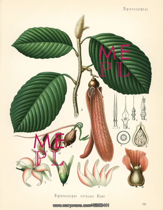 : Dipterocarpus retusus. Vulnerable : Dipterocarpus retusus. Vulnerable