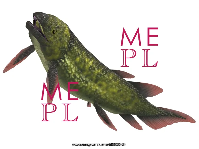 : Dipterus is an extinct freshwater lungfish : Dipterus is an extinct freshwater lungfish