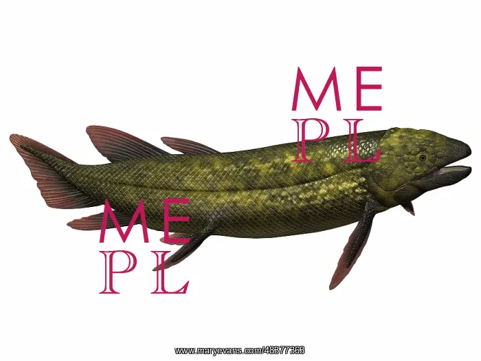 : Dipterus, an extinct genus of freshwater lungfish : Dipterus, an extinct genus of freshwater lungfish