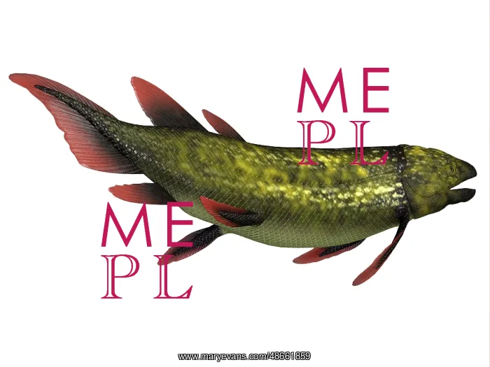 : Dipterus prehistoric fish, side profile : Dipterus prehistoric fish, side profile