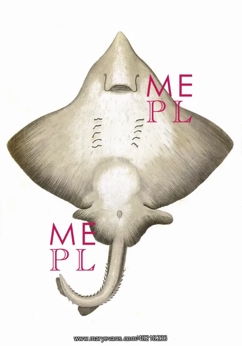 : Dipturus intermedia, or Flapper Skate : Dipturus intermedia, or Flapper Skate