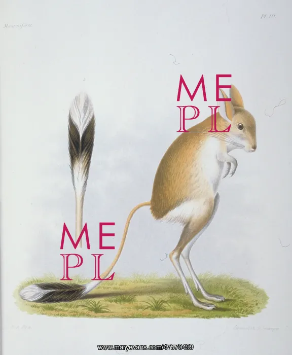 : Dipus annulatus, gerbil : Dipus annulatus, gerbil