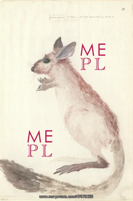 : Dipus capensis, cape jerboa : Dipus capensis, cape jerboa