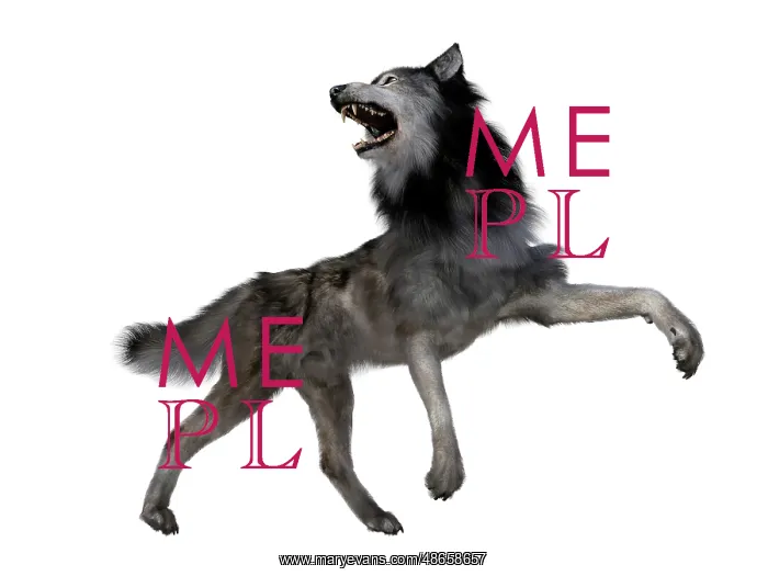 : Dire wolf howling, side view on white background : Dire wolf howling, side view on white background